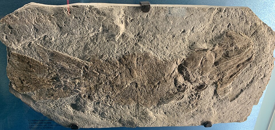 Eusthenopteron foordi fossil lobe-finned fish from the Upper Devonian of Quebec