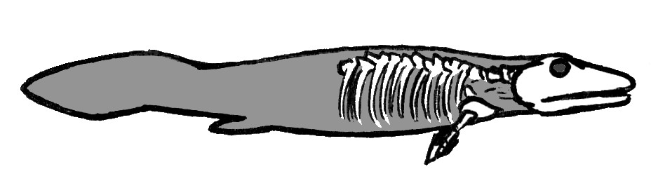 Fossil remains of Tiktaalik roseae, a Devonian sarcopterygian fish with fin-to-limb transitional features