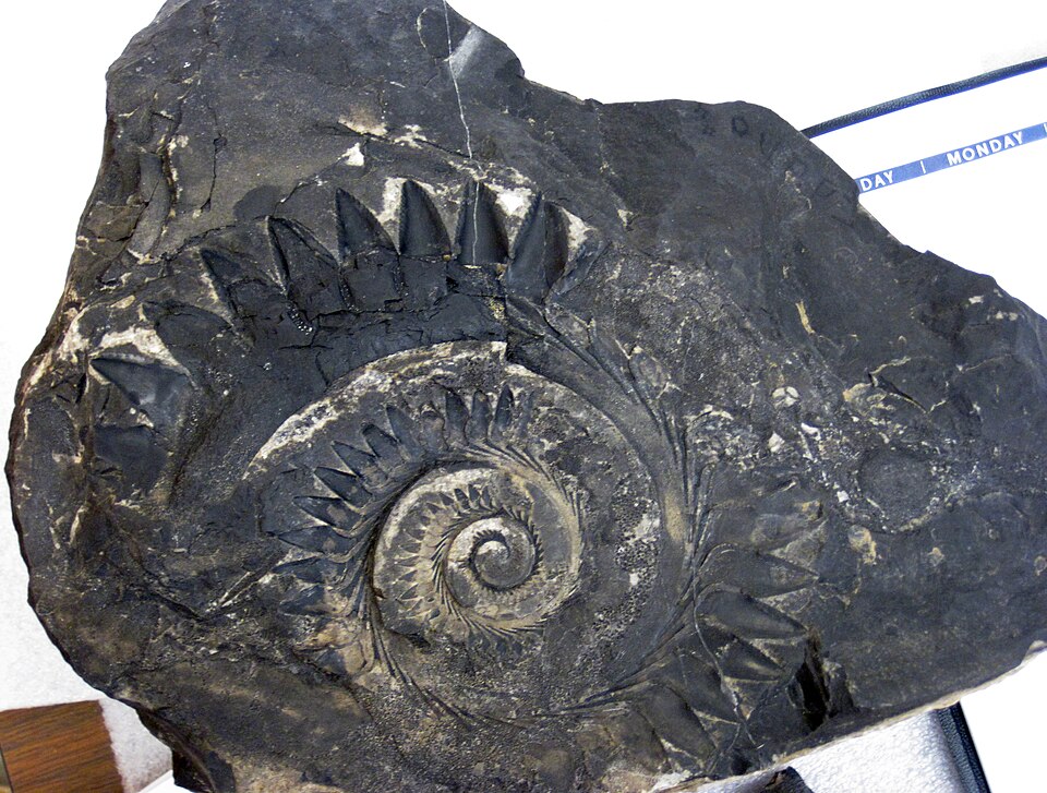 Helicoprion ferrieri fossil shark tooth whorl preserved in phosphatic limestone from the Phosphoria Formation, Idaho