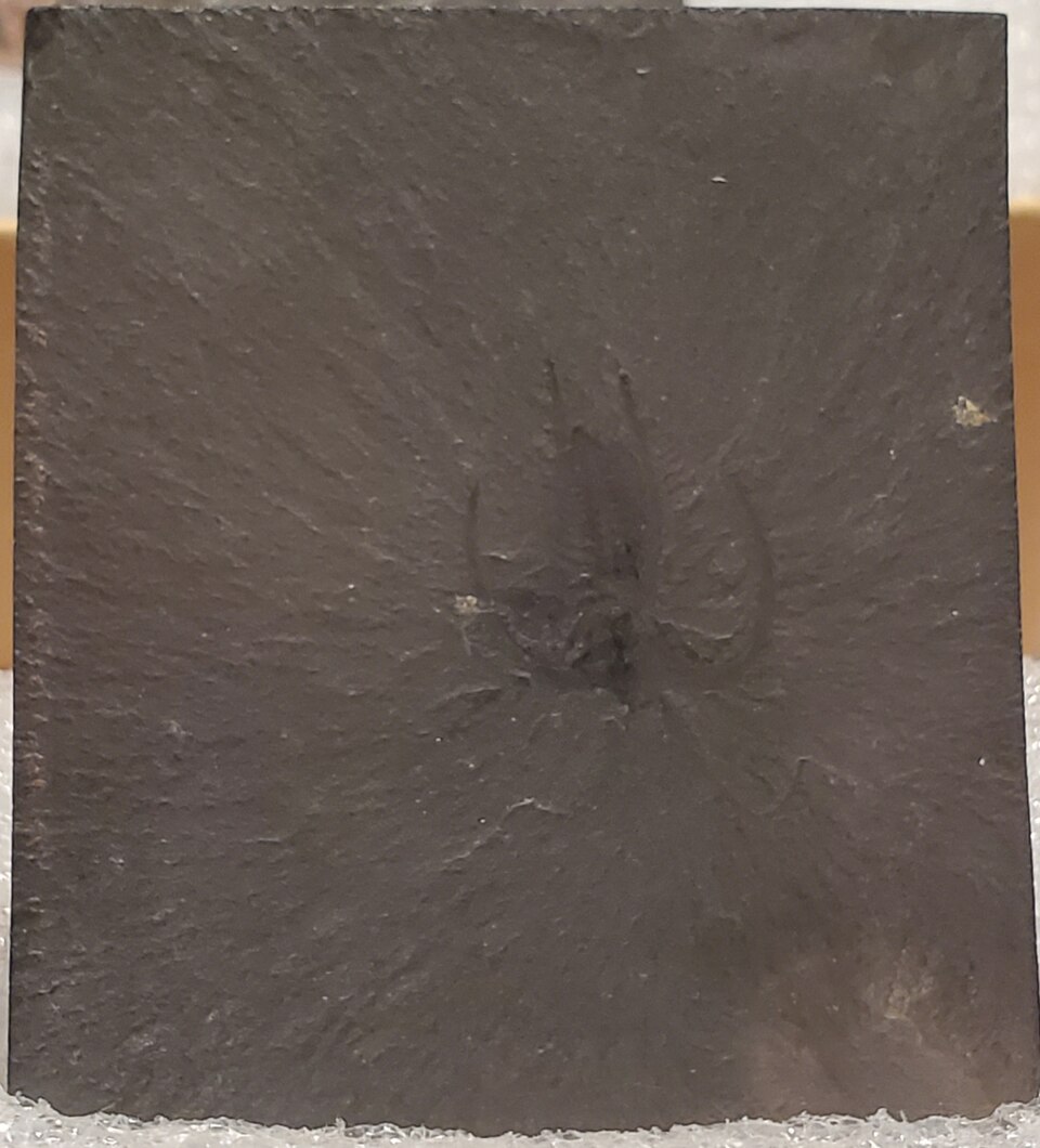 Fossil of Marrella splendens from the Burgess Shale, preserving fine anatomical details of a soft-bodied Cambrian arthropod