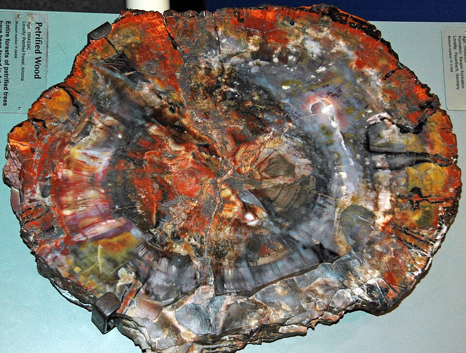 Cross-section of quartz-permineralized fossil wood from the Upper Triassic Chinle Formation, Petrified Forest, Arizona