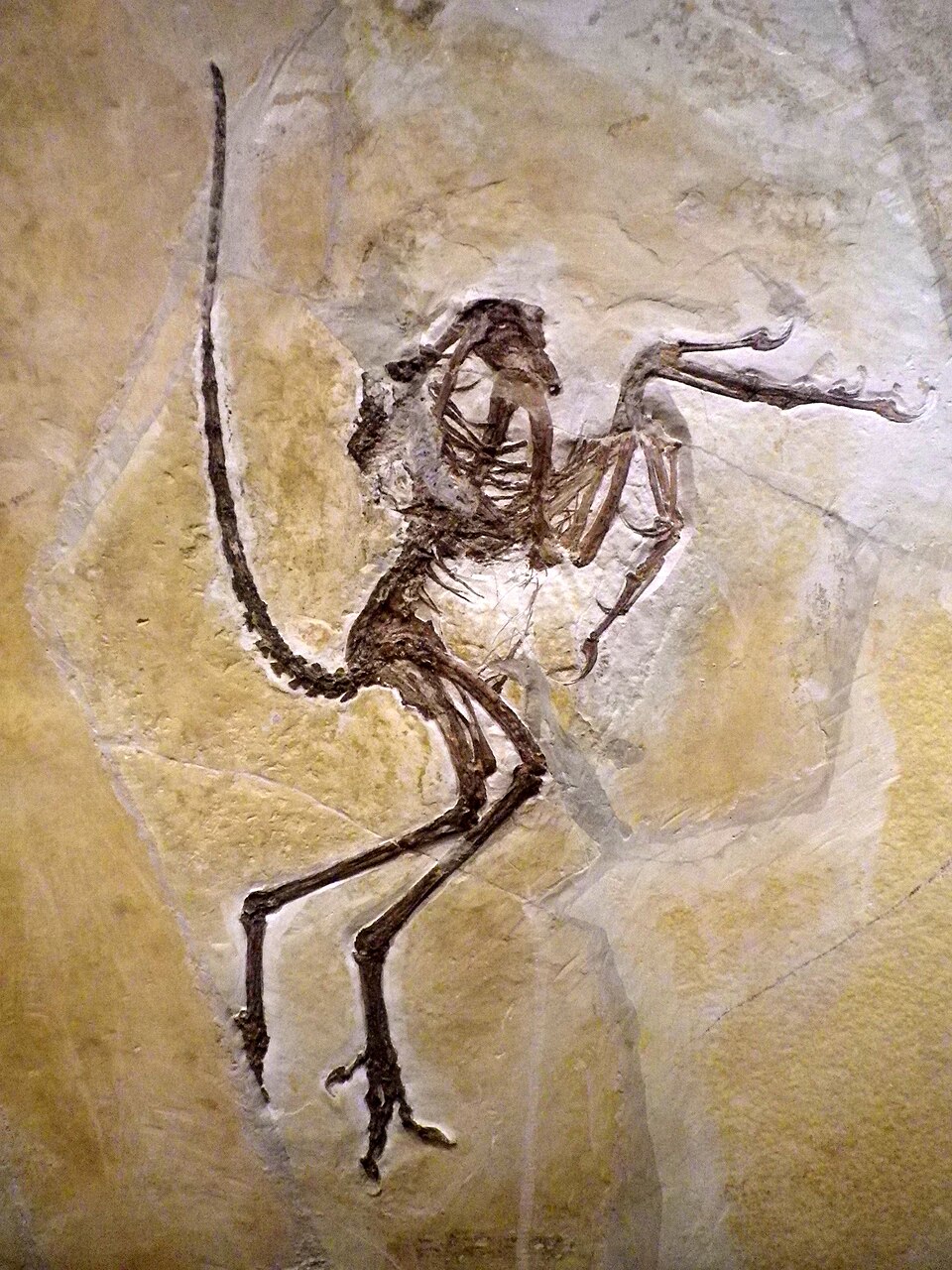 Fossil of Archaeopteryx preserved in the fine-grained lithographic limestone of Solnhofen, Bavaria