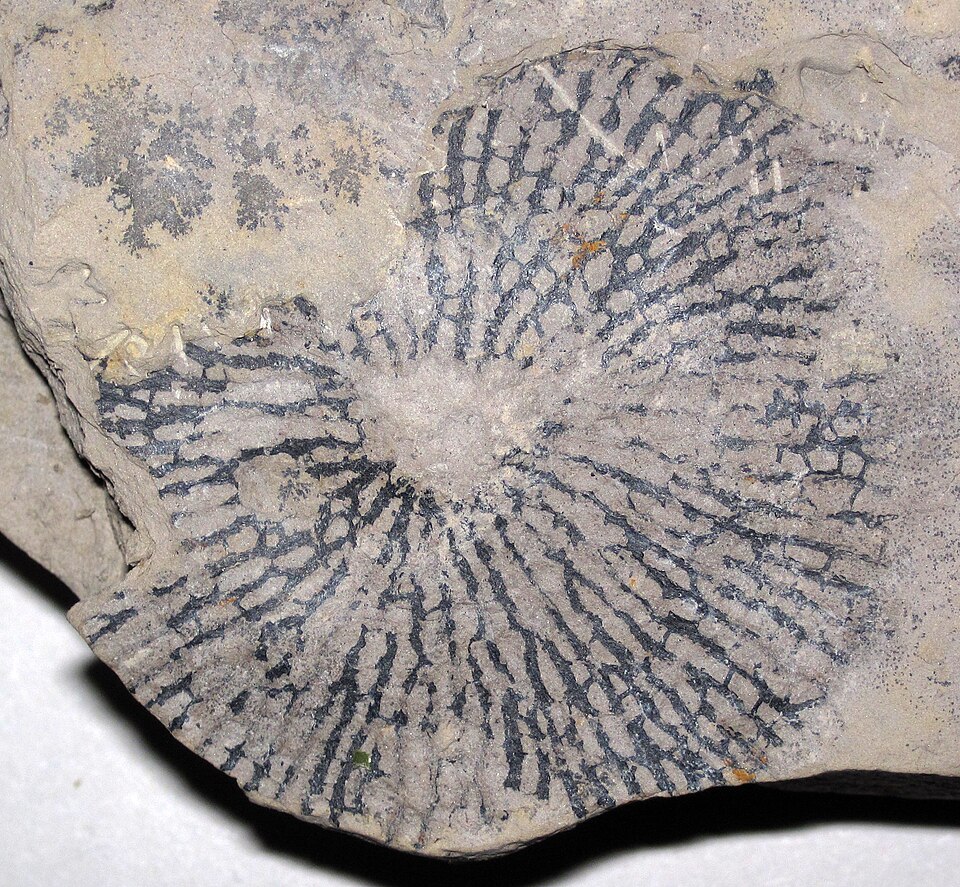 Graptolite fossils preserved in dark shale