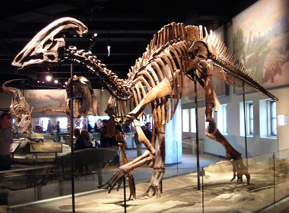 Mounted Parasaurolophus cyrtocristatus skeleton at the Field Museum