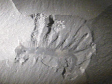 Fossil of Hallucigenia from the Burgess Shale