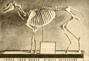 Fossil skeleton illustrating an early stage of horse evolution