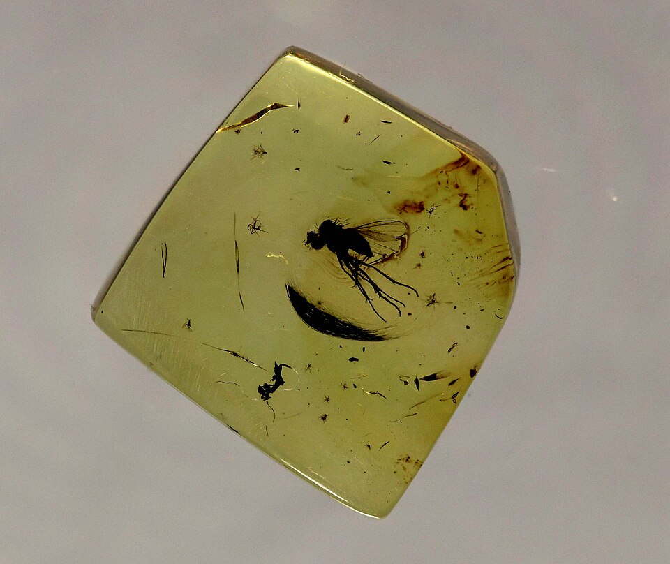 Fossil fly (Diptera, Brachycera) preserved in Baltic amber from the Lower Eocene, approximately 50 million years old