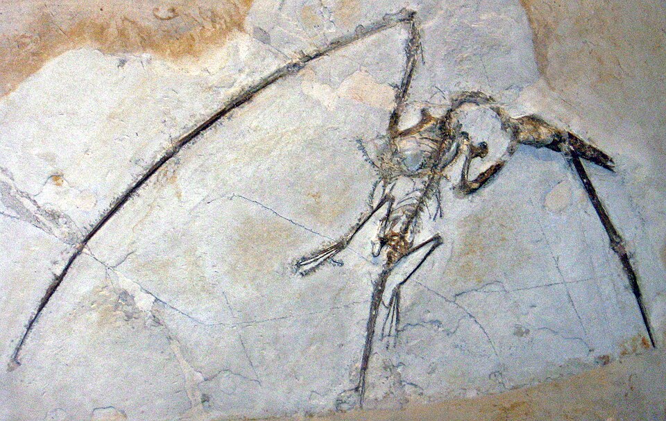 Fossil of the pterosaur Rhamphorhynchus muensteri preserved in the Solnhofen Limestone of Bavaria, Germany
