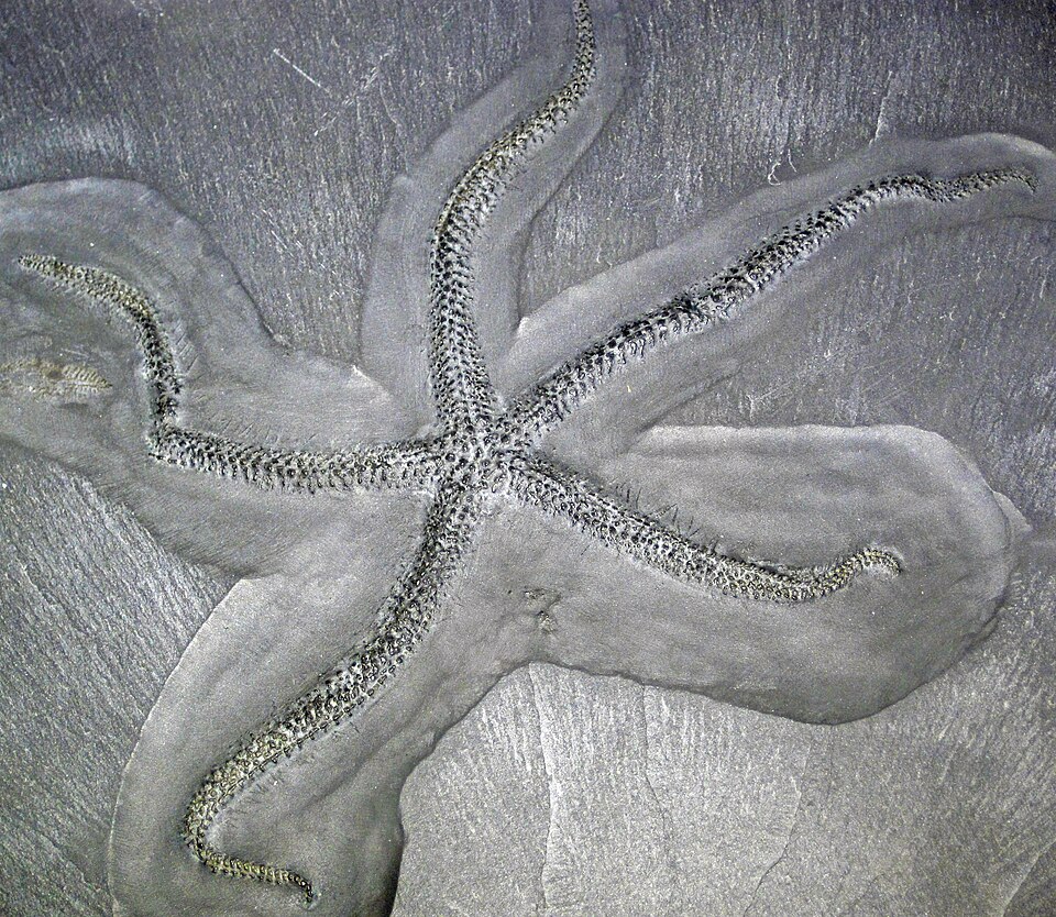 Urasterella sp. fossil starfish from the Hunsruck Slate, Lower Devonian, Budenbach area, western Germany