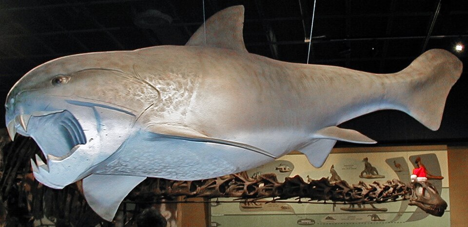 Model of Dunkleosteus terrelli, a giant Late Devonian placoderm fish from Cleveland, Ohio