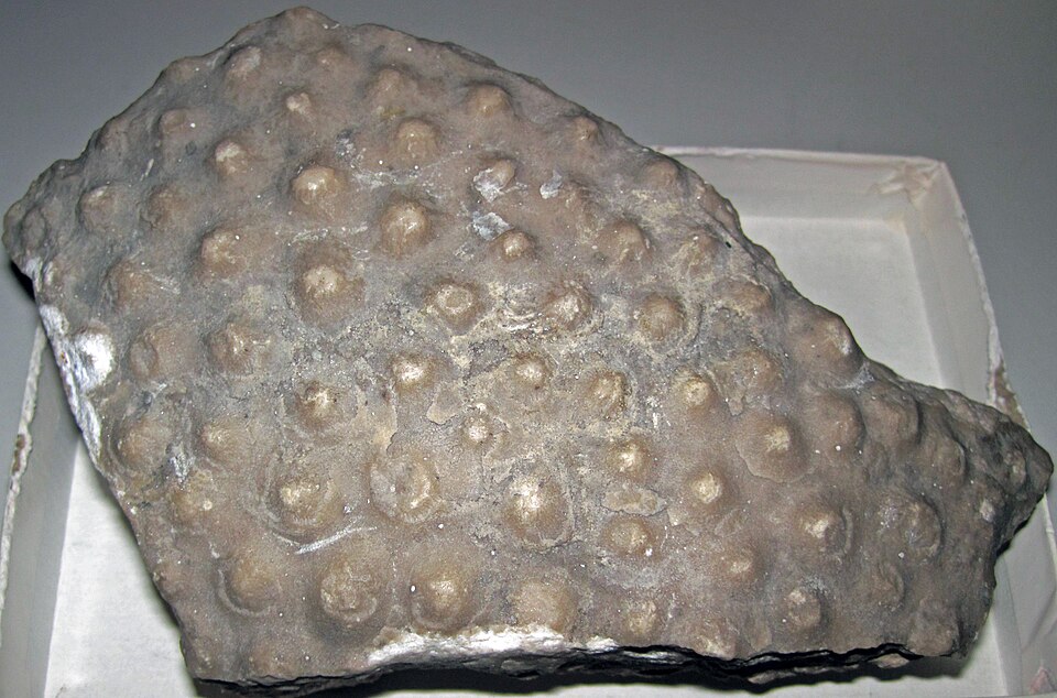 Fossil stromatoporoid sponge from the Middle Devonian Columbus Limestone of Ohio