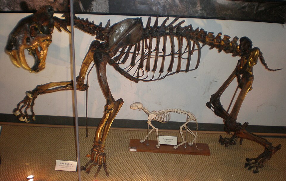 Smilodon californicus skeleton at the University of California Museum of Paleontology