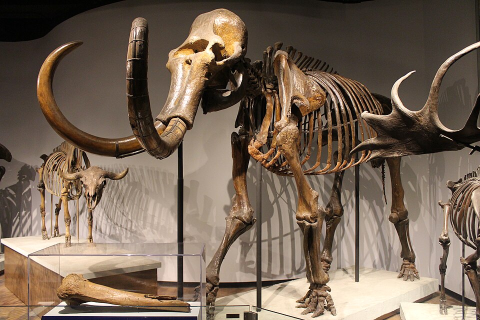 Mounted woolly mammoth skeleton at the Field Museum of Natural History