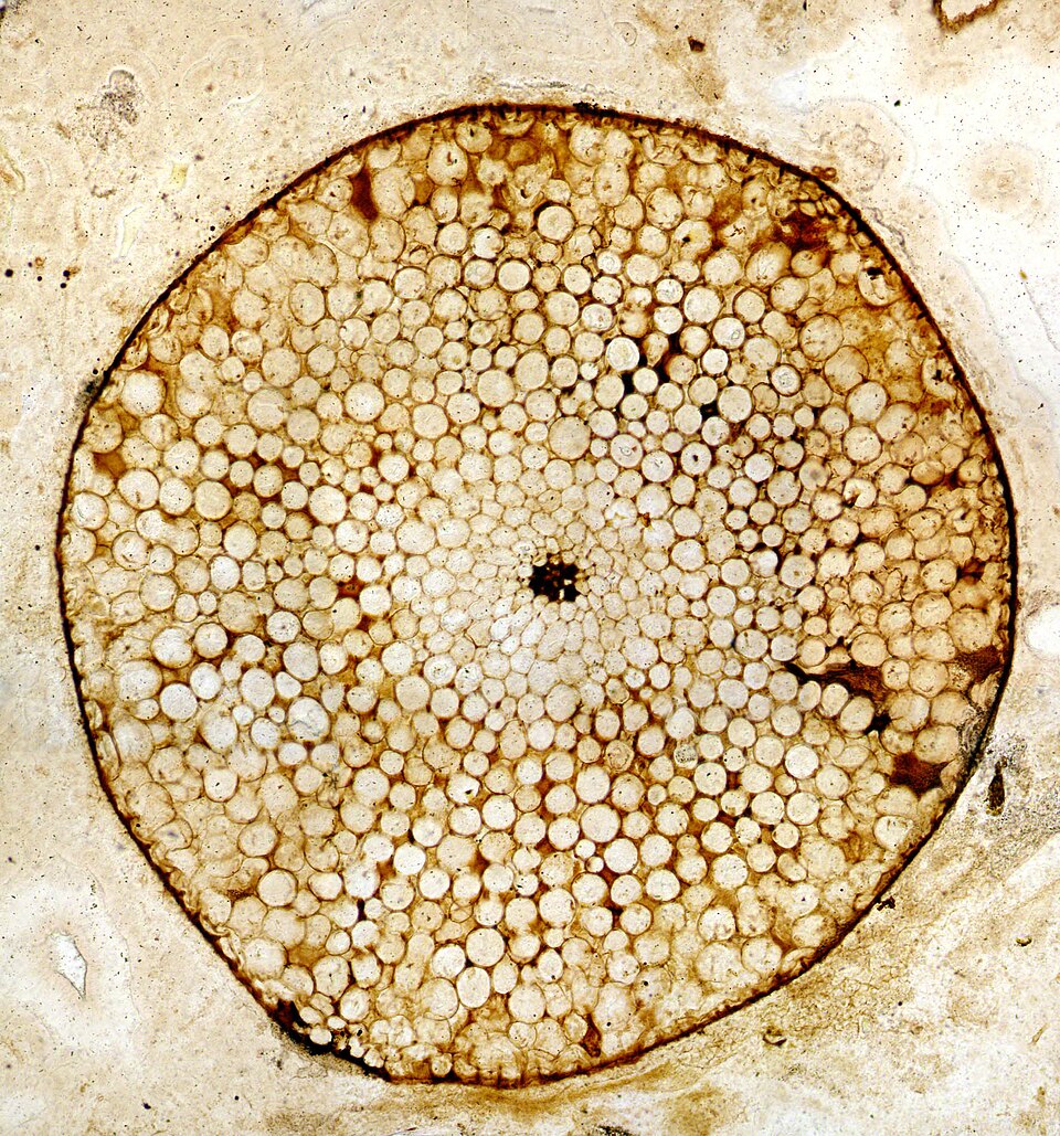 Thin section of the Early Devonian vascular plant Rhynia gwynne-vaughanii preserved in the Rhynie chert of Scotland