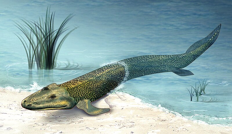 Life restoration of Tiktaalik roseae, a transitional fish-tetrapod from the Late Devonian