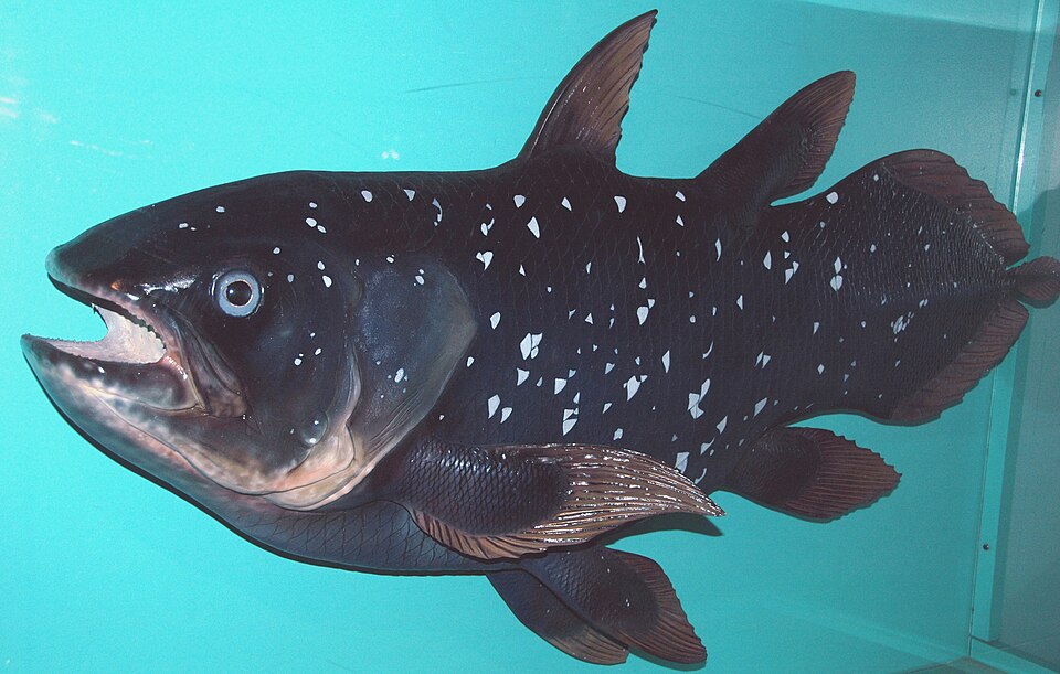Model of Latimeria chalumnae, the West Indian Ocean coelacanth, at the Natural History Museum