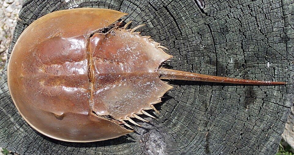 Limulus polyphemus (Linnaeus, 1758) - Atlantic horseshoe crab in Florida, USA. (March 2014) This is the only living species of Limulus. Several fossil species have been reported from the Mesozoic ...