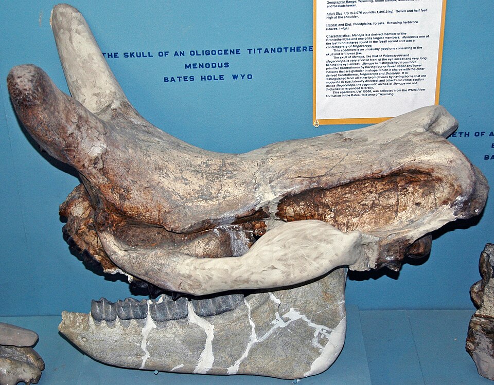 Mounted skeleton of Megacerops robustus, an Oligocene brontothere from Nebraska