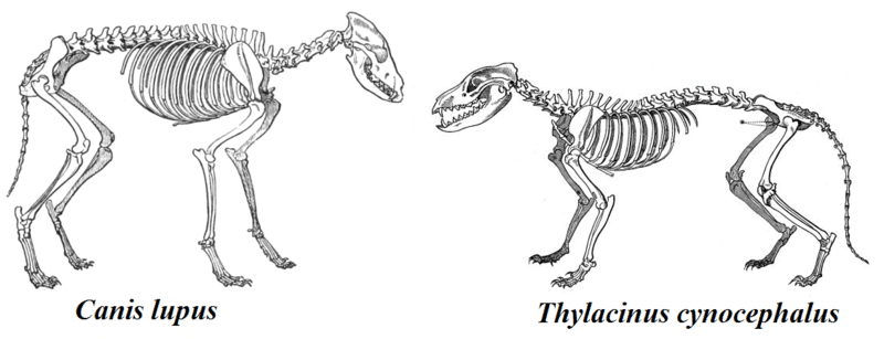 Skeletal comparison of the grey wolf (Canis lupus) and the thylacine (Thylacinus cynocephalus), illustrating convergent evolution