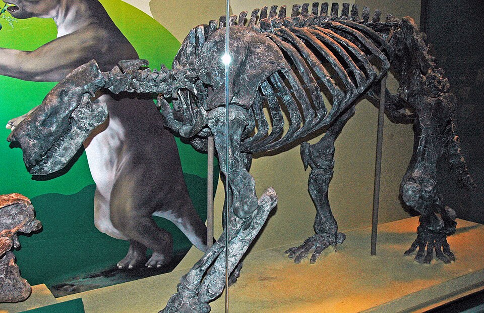 Mounted skeleton of Barylambda faberi, a large Paleocene pantodont mammal, at the Field Museum of Natural History