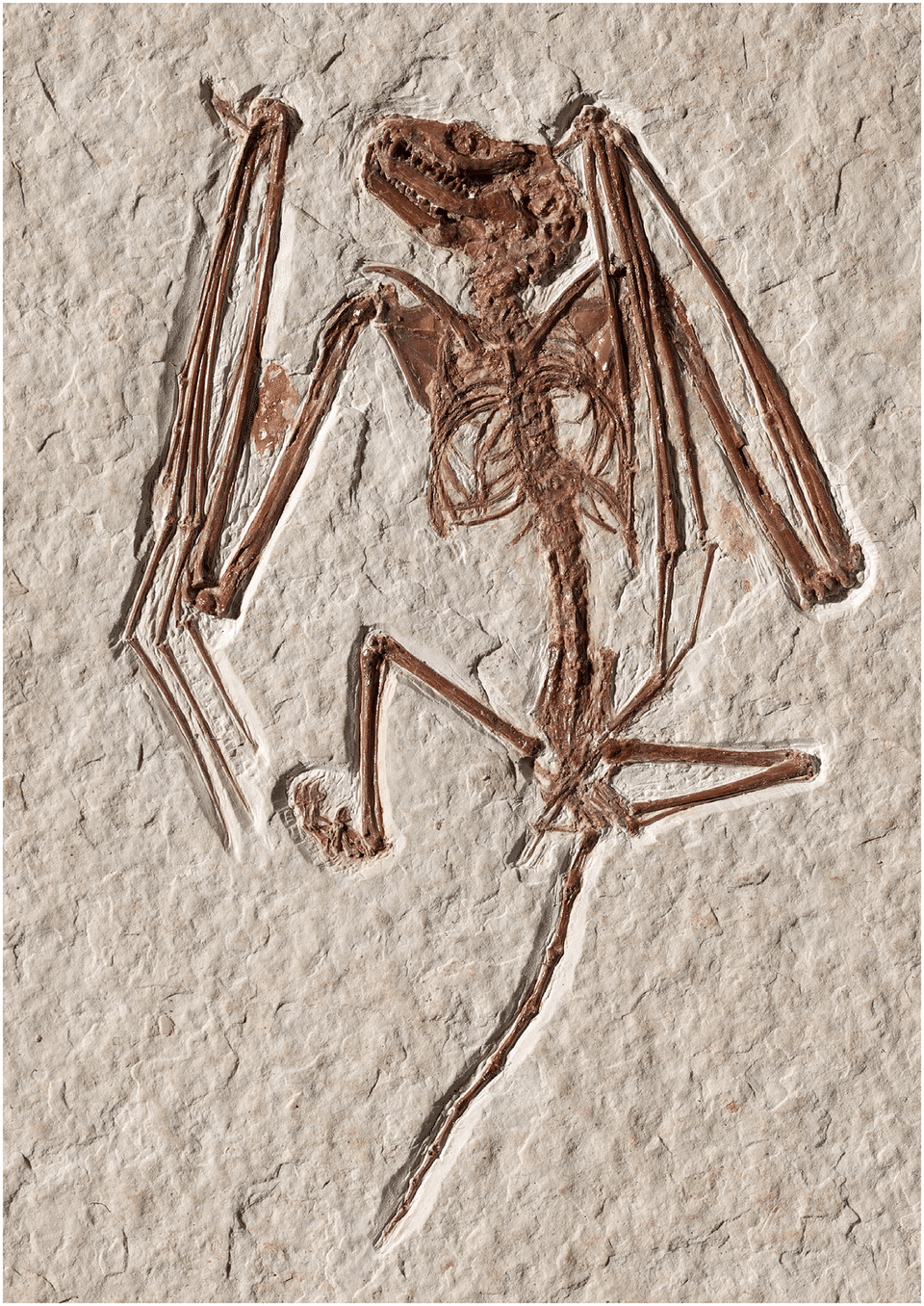 Fossil skeleton of Icaronycteris index, one of the earliest known bats, from the Early Eocene Green River Formation of Wyoming