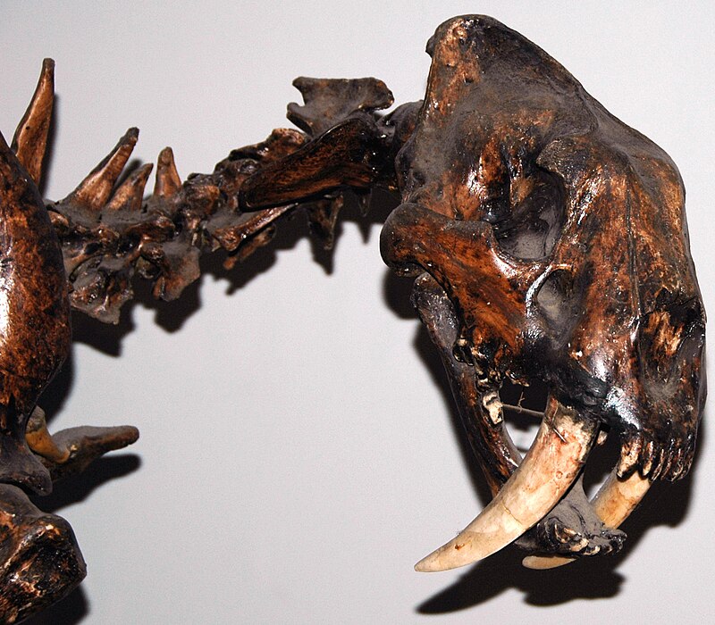 Smilodon fatalis saber-toothed cat skeleton from the Pleistocene of California