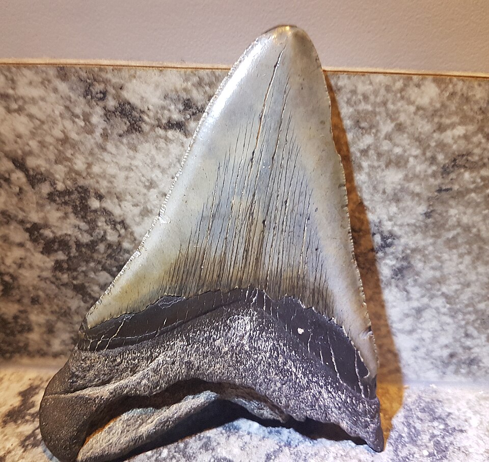 Fossil tooth of the giant shark Otodus megalodon