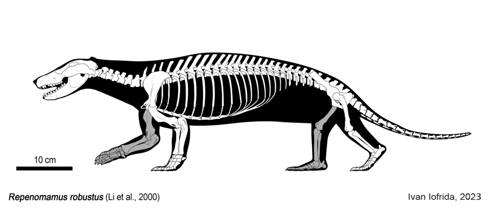 Fossil of a Mesozoic mammal