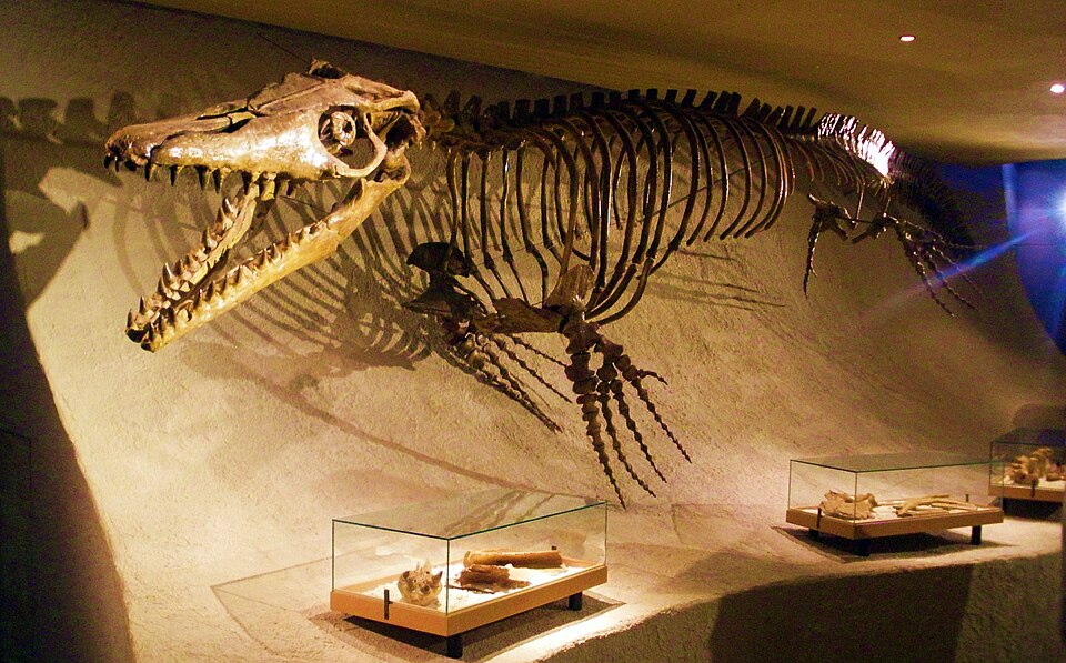 Mounted skeleton of Mosasaurus hoffmannii on display at the Natural History Museum of Maastricht