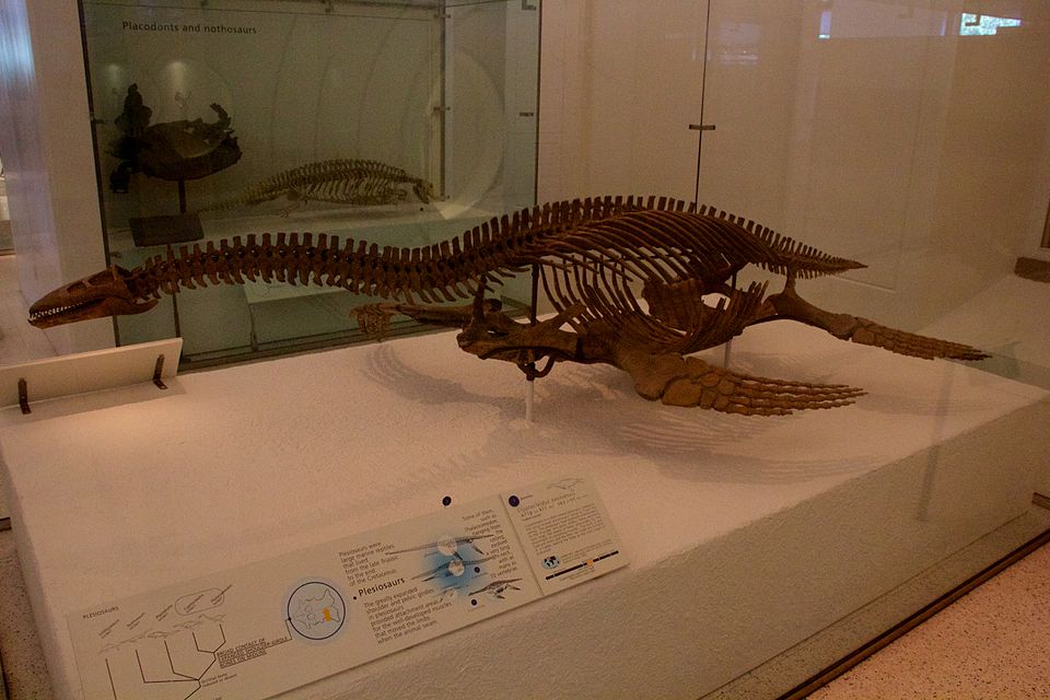 Mounted plesiosaur skeleton on display at the American Museum of Natural History
