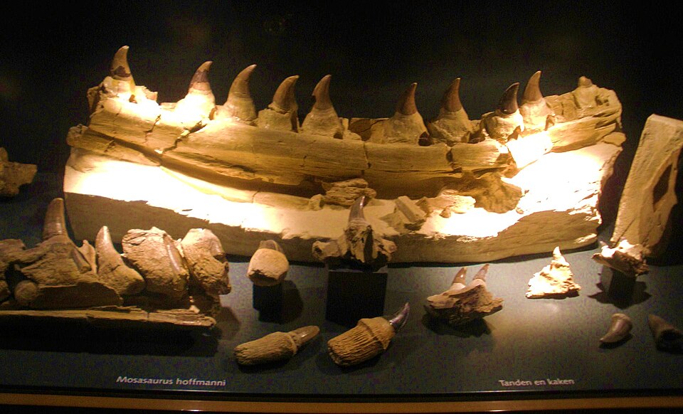Fossil jaw of Mosasaurus hoffmannii at the Natural History Museum of Maastricht