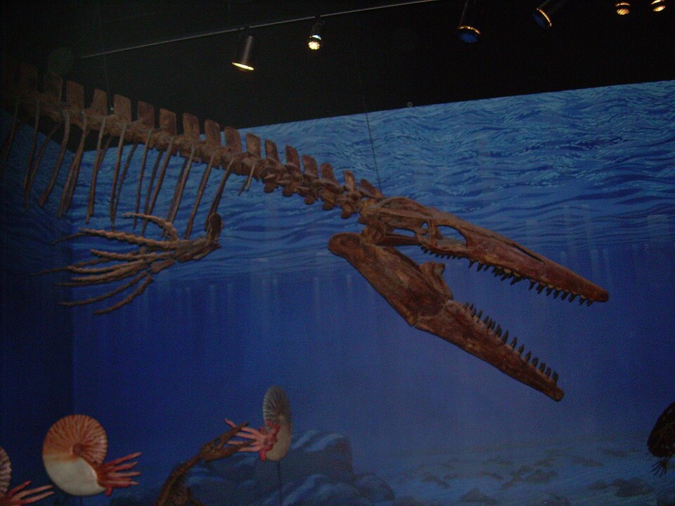 Cast of a Tylosaurus proriger skeleton at the North American Museum of Ancient Life