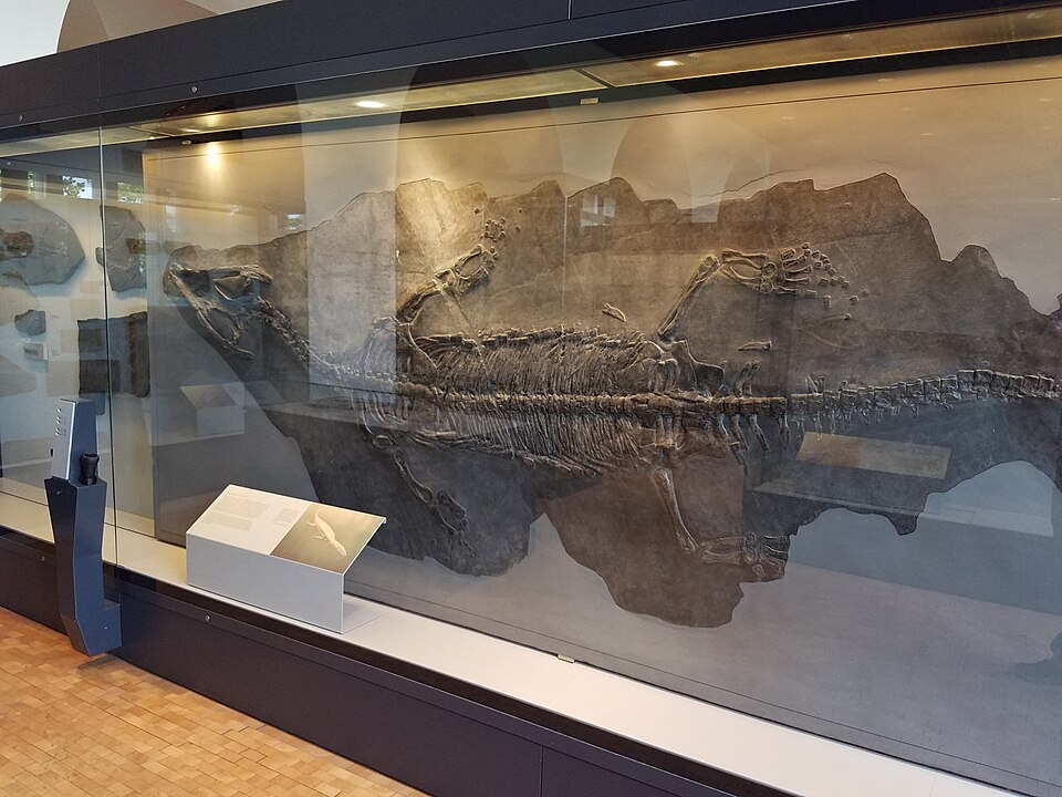 Fossil skeleton of a Triassic nothosaur