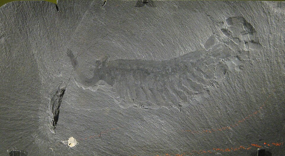 Fossil of Opabinia regalis from the Burgess Shale
