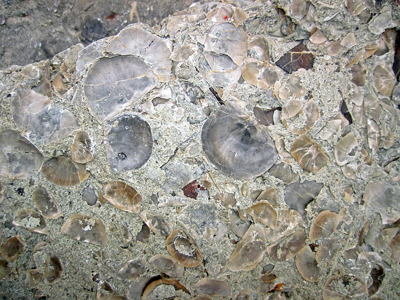 Brachiopod fossils preserved in Ordovician limestone from Indiana, USA
