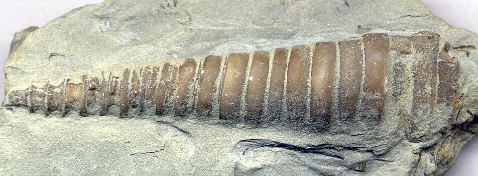 Fossil of the nautiloid cephalopod Treptoceras from the Ordovician of Kentucky, USA