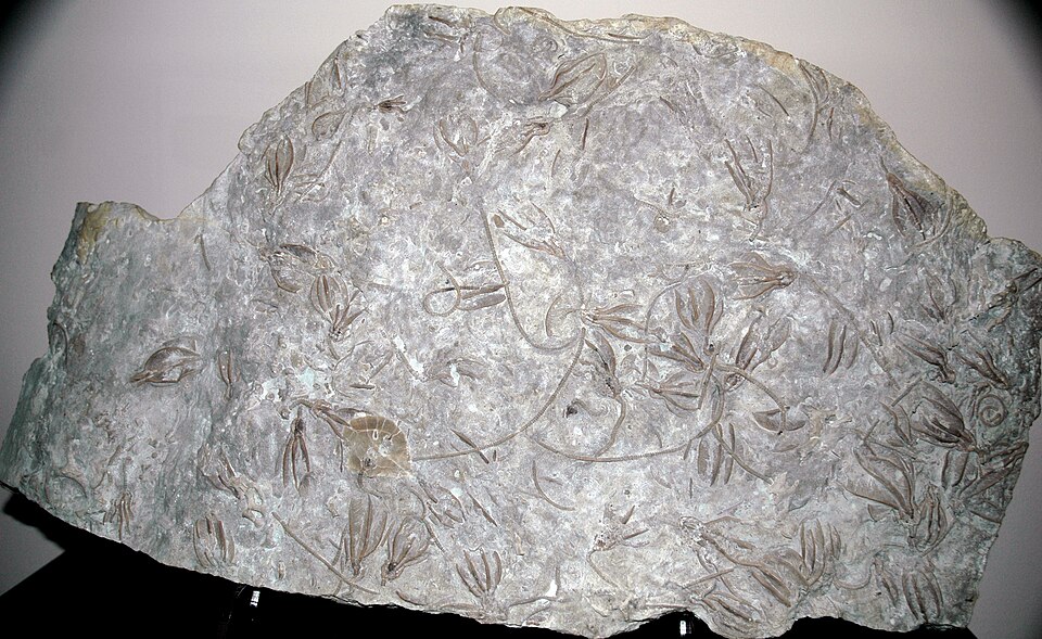 Xenocrinus baeri fossil crinoids in Upper Ordovician limestone from Ohio