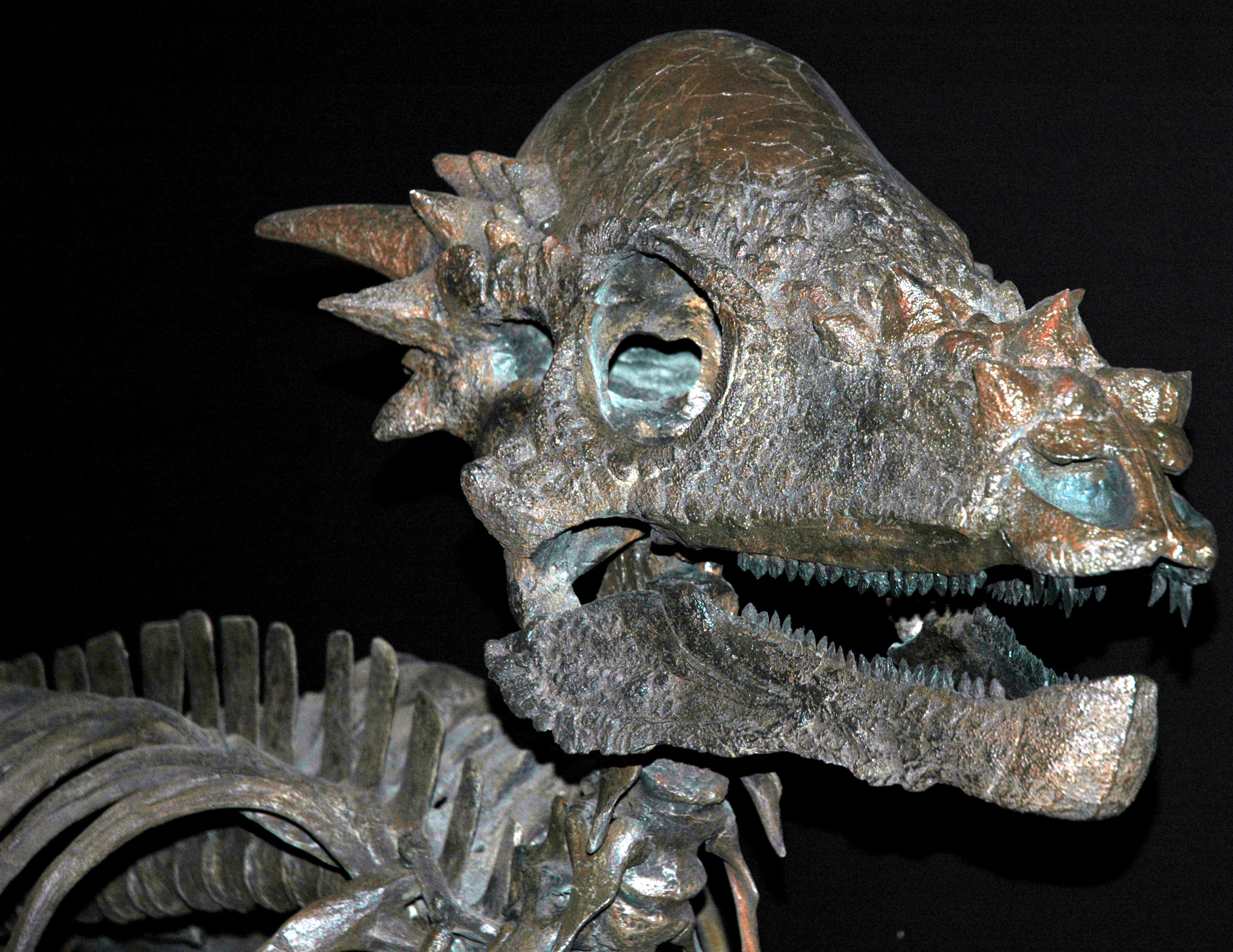 Pachycephalosaurus wyomingensis reconstruction at the Carnegie Museum of Natural History, showing the distinctive thick domed skull cap