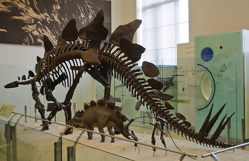 Stegosaurus skeleton on display at the American Museum of Natural History in New York
