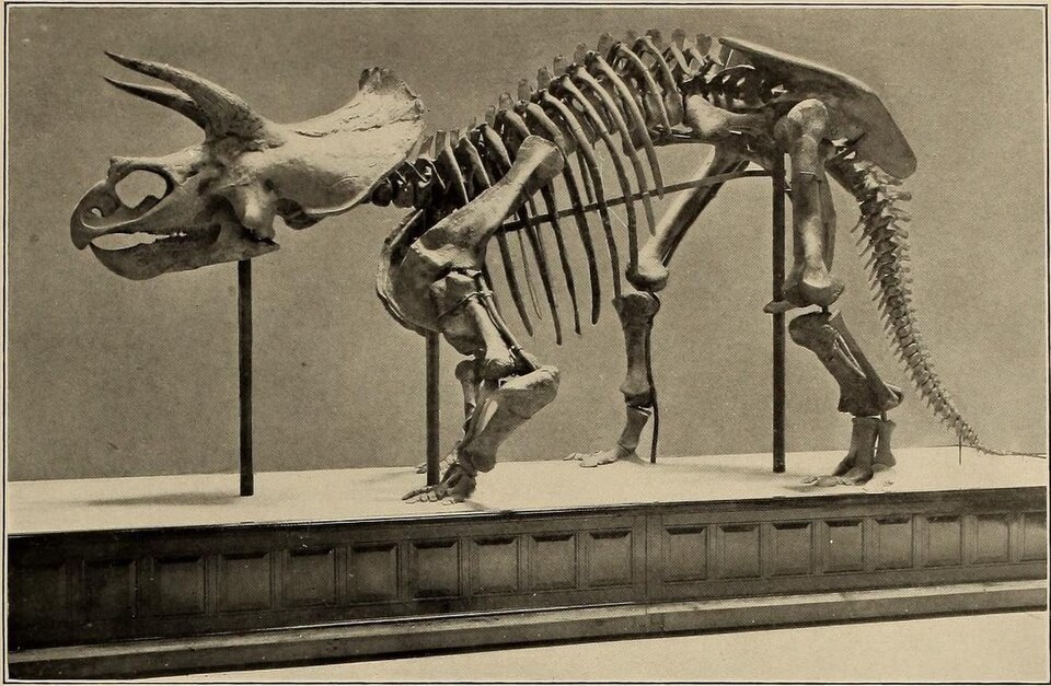 Triceratops skeleton mounted at the National Museum of Nature and Science, Tokyo