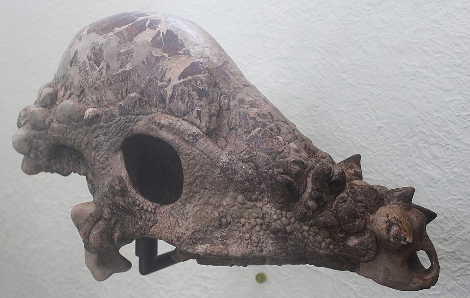 Domed skull of a pachycephalosaur dinosaur