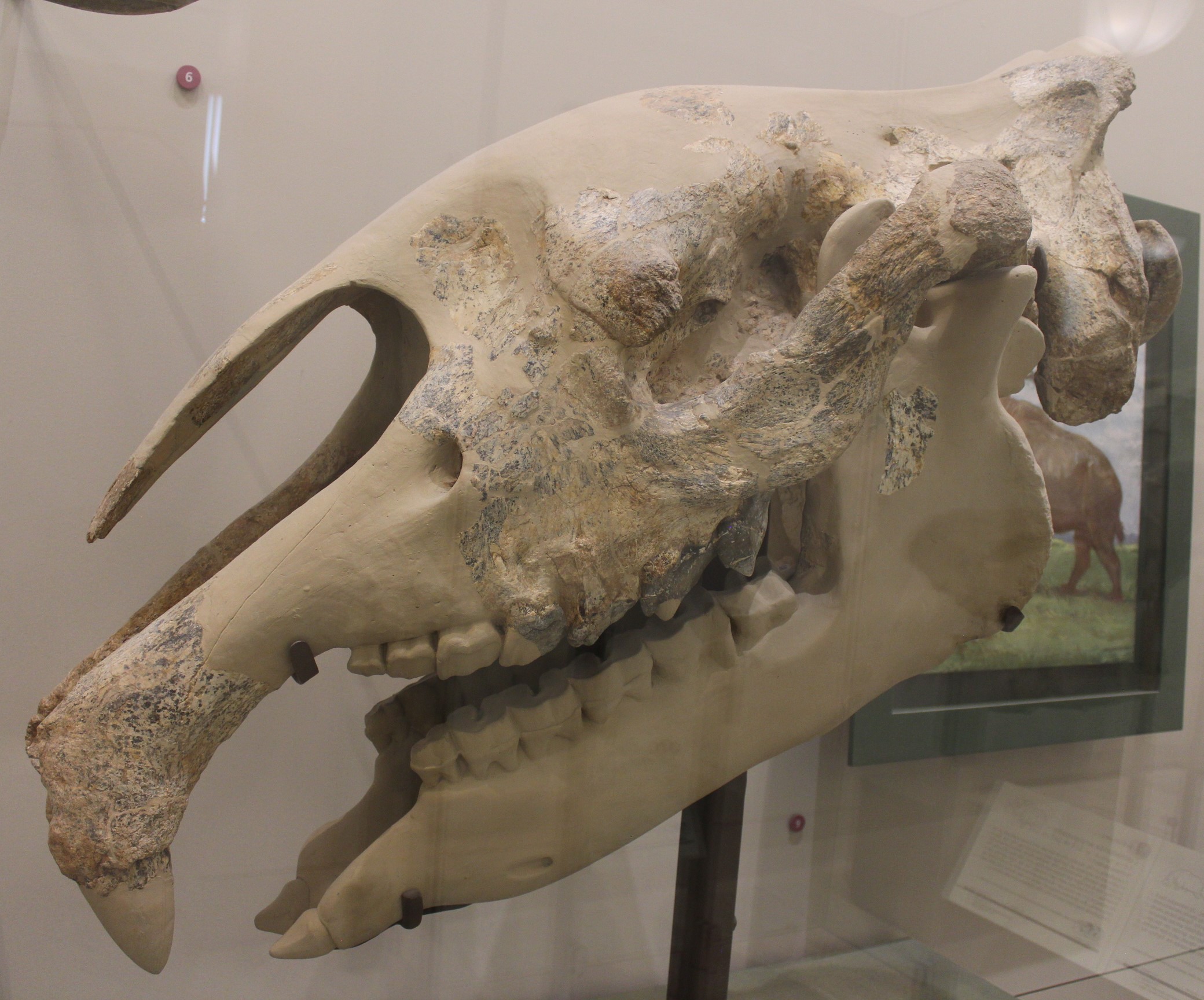 Skull of Paraceratherium transouralicum (AMNH 18650) on display at the American Museum of Natural History
