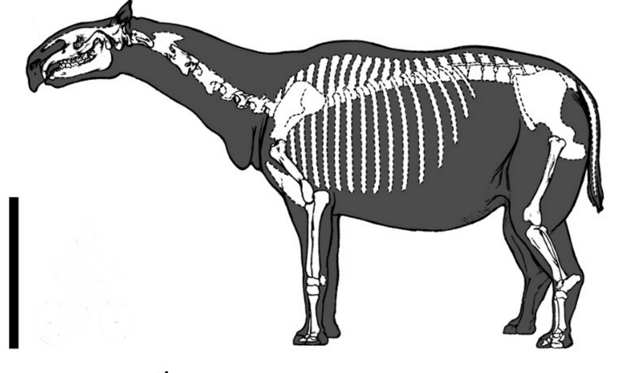 Skeletal reconstruction of Paraceratherium based on Osborn's 1923 mounted specimen