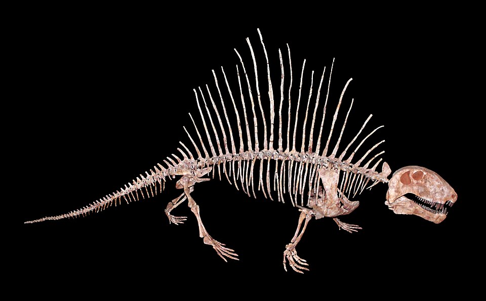 Fossil skeleton of a Permian synapsid
