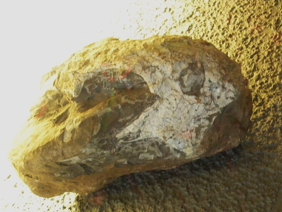 Fossil skull of the dicynodont therapsid Dicynodon grimbecki from the Late Permian of South Africa