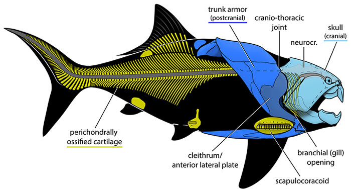 Skeletal reconstruction of Dunkleosteus terrelli, the largest known placoderm, showing its massive armored head shield