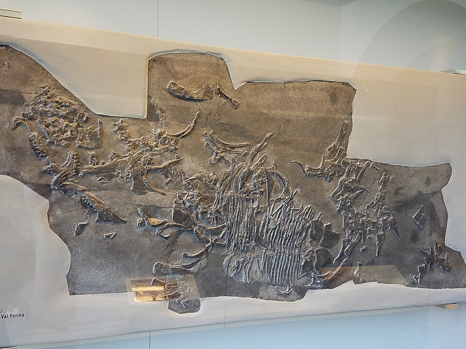 Fossil skeleton of a Triassic placodont
