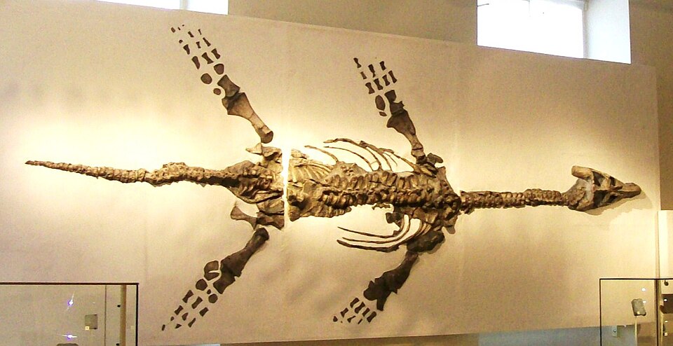 Mounted skeleton of Atychodracon megacephalus, a Jurassic plesiosaur, displayed at New Walk Museum, Leicester