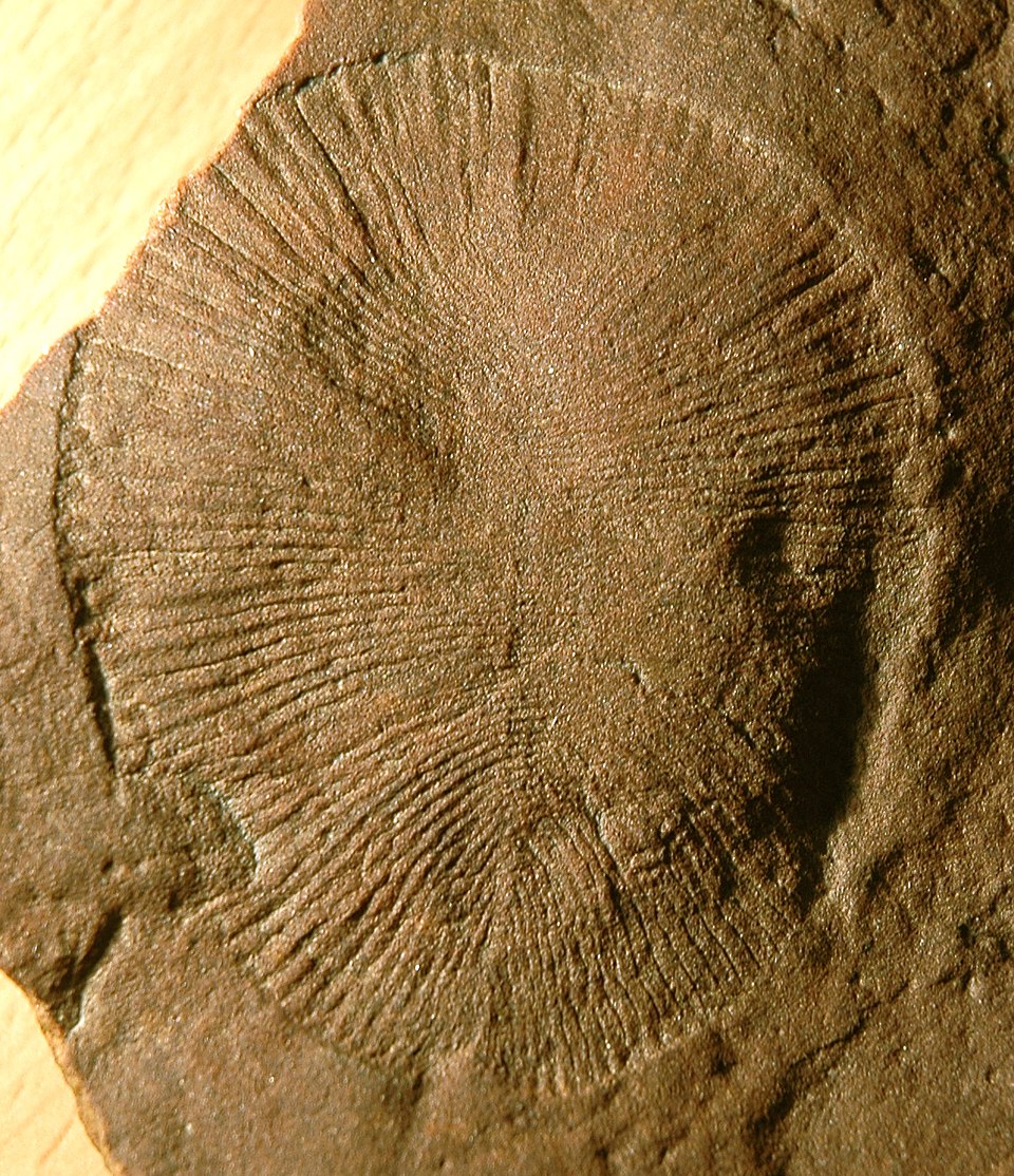 Dickinsonia costata fossil from the Ediacara Member of the Rawnsley Quartzite, Flinders Ranges, South Australia
