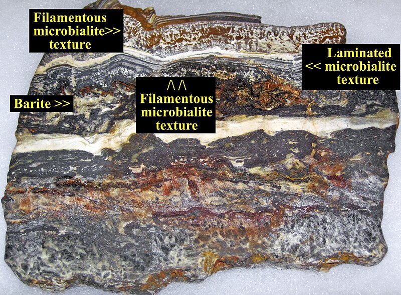 Stromatolite from the Dresser Formation, Paleoarchean, 3.48 billion years old, Pilbara Craton, Western Australia